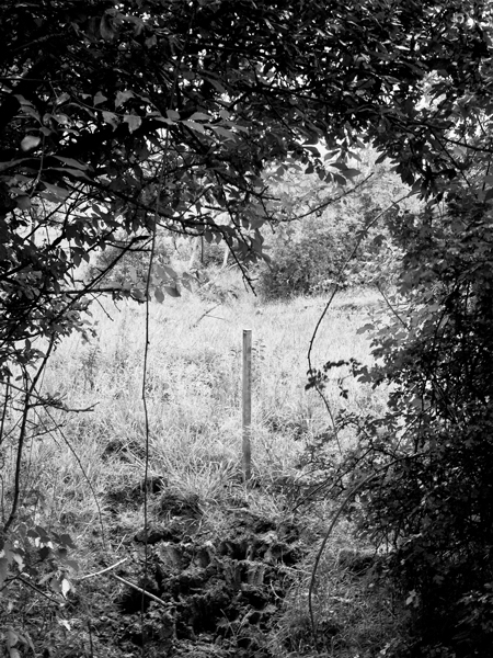 TGV Est trace piquet arbuste herbe © Rémy Artiges - Photographie